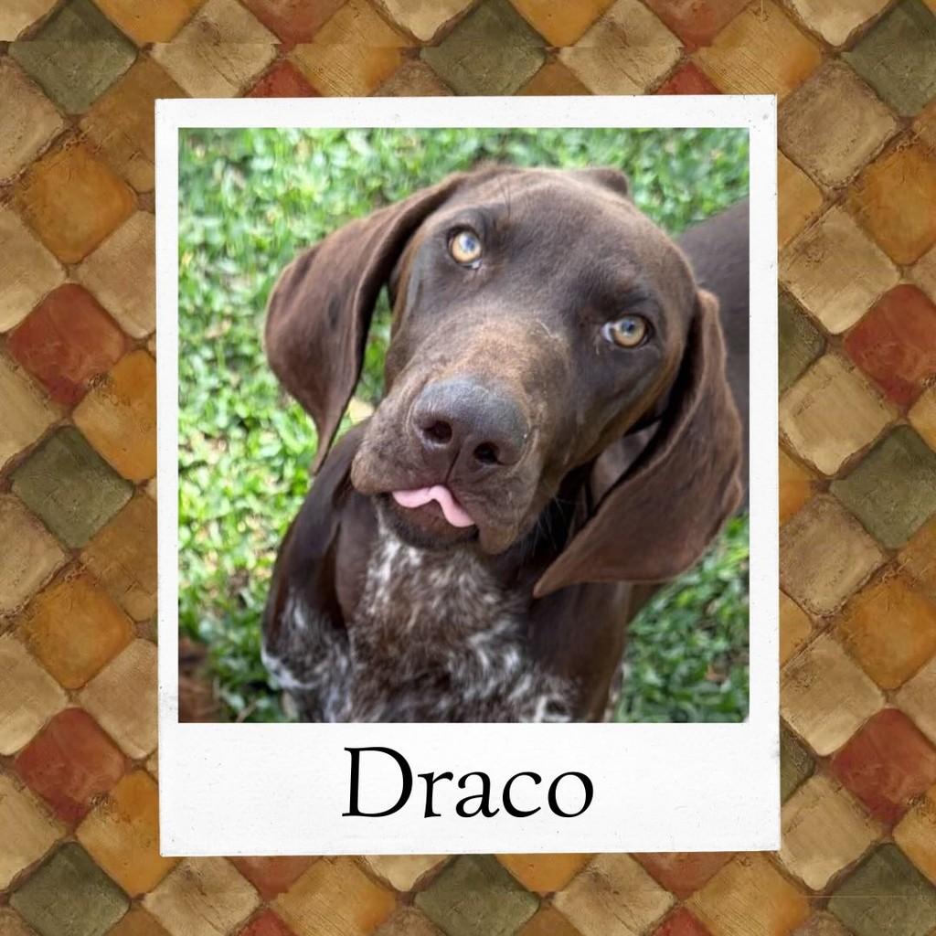 Draco, cachorro de porte grande para adoção em Ibiúna - SP