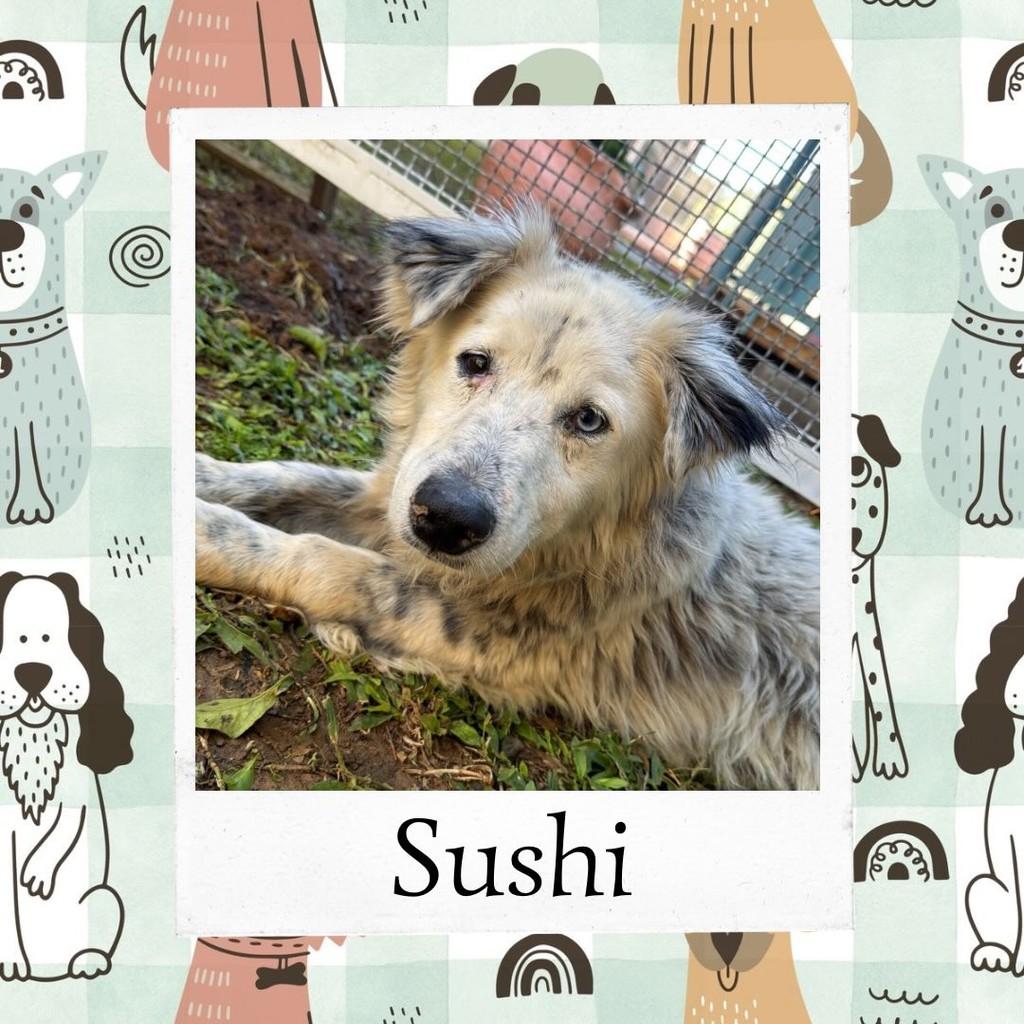 Sushi, cachorro de porte médio para adoção em Vargem Grande Paulista - SP