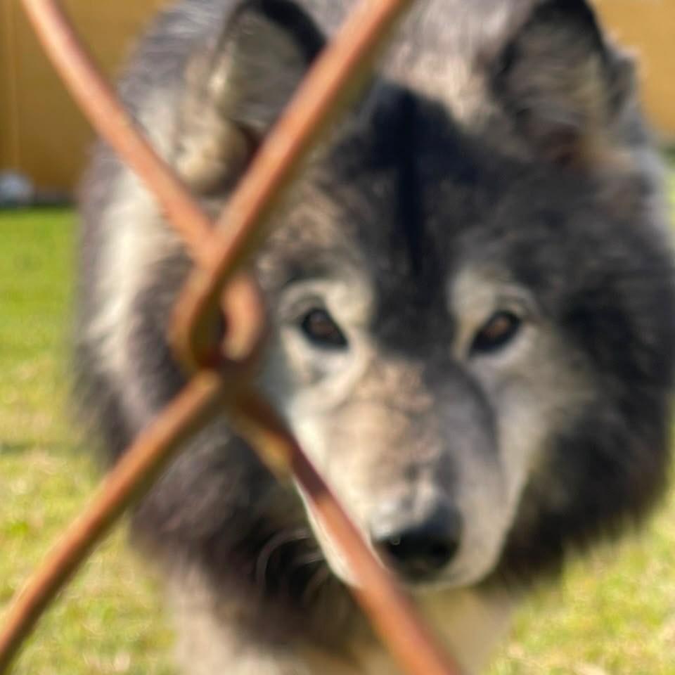 Thogo, cachorro de porte grande para adoção em Ibiúna - SP