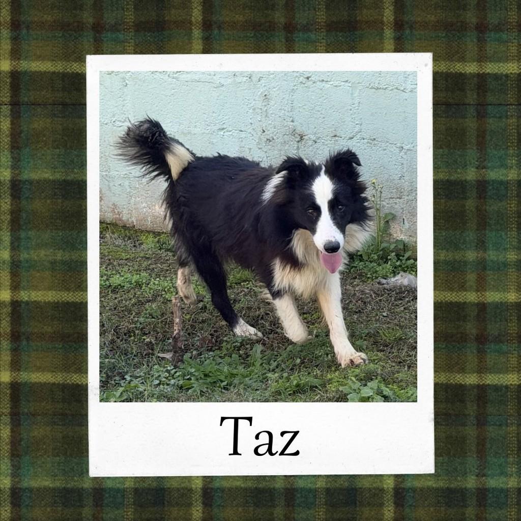 Taz, cachorro de porte médio para adoção em Ibiúna - SP