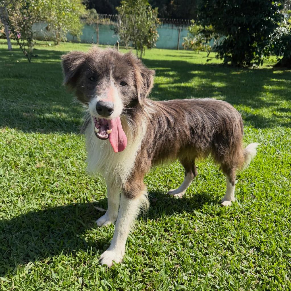 Nando, cachorro de porte médio para adoção em Ibiúna - SP