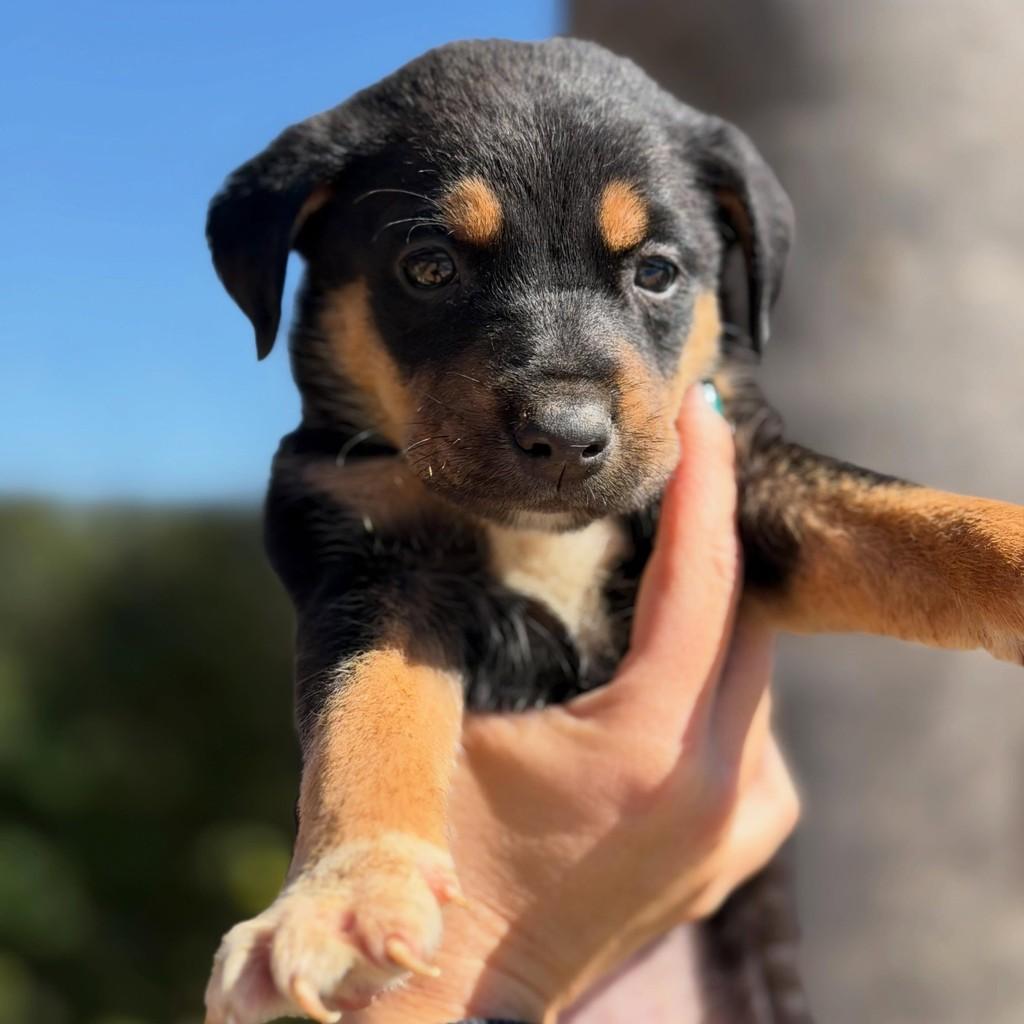 Endrick, cachorro de porte médio para adoção em Vargem Grande Paulista - SP