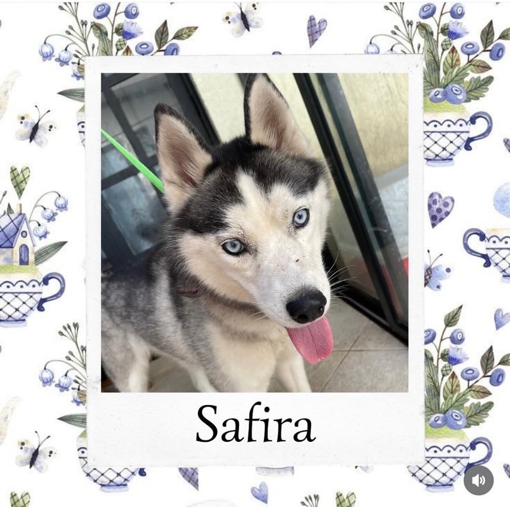 Safira, cadela de porte grande para adoção em Vargem Grande Paulista - SP