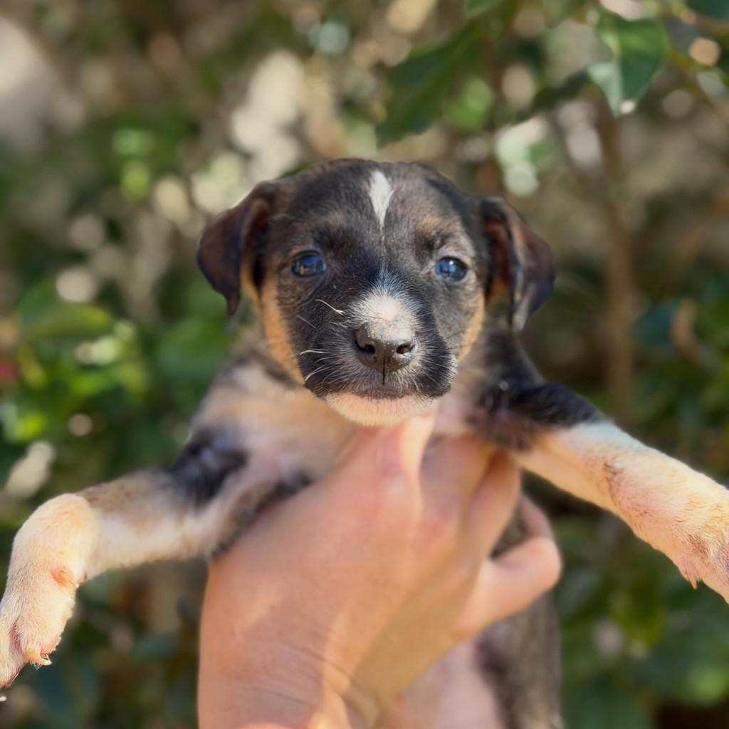 Neymar, cachorro de porte médio para adoção em Vargem Grande Paulista - SP