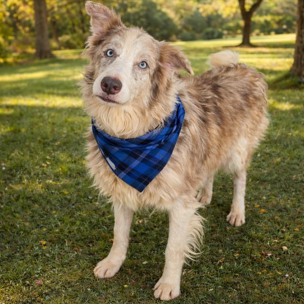 Woody, cachorro de porte médio para adoção em Ibiúna - SP