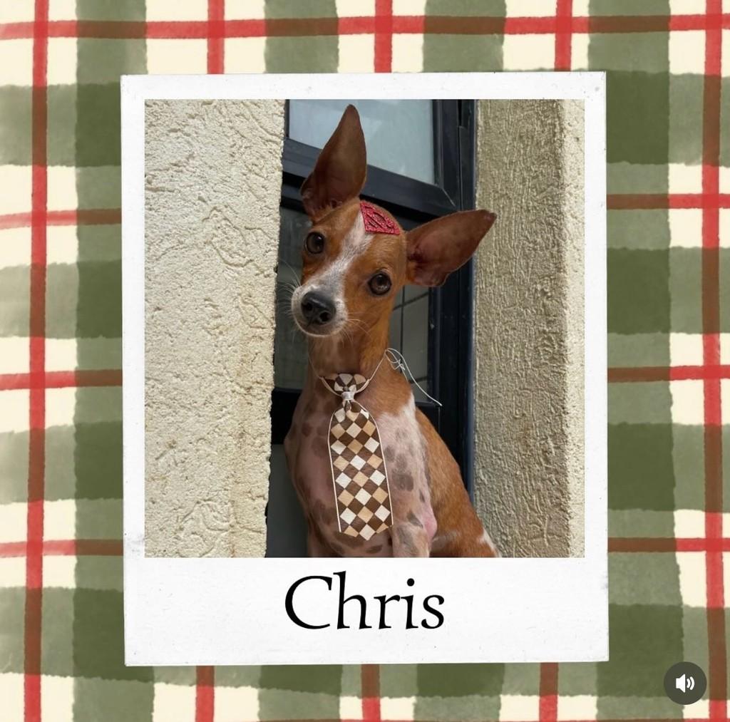 Chris, cachorro de porte pequeno para adoção em Vargem Grande Paulista - SP