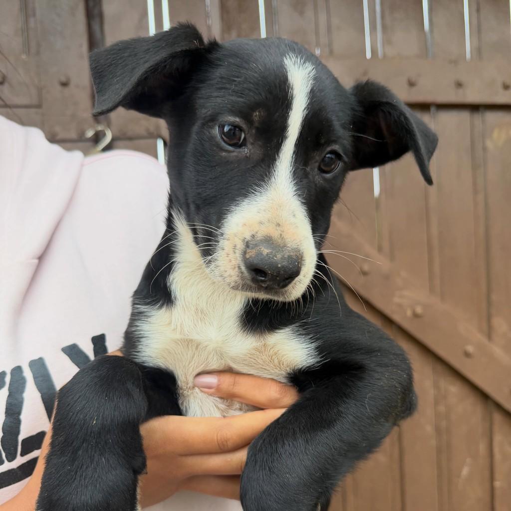 Sanji, cachorro de porte grande para adoção em Vargem Grande Paulista - SP