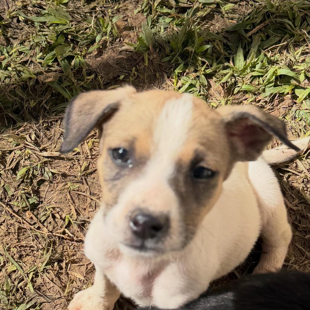 Billy, cachorro de porte médio para adoção em Ibiúna - SP