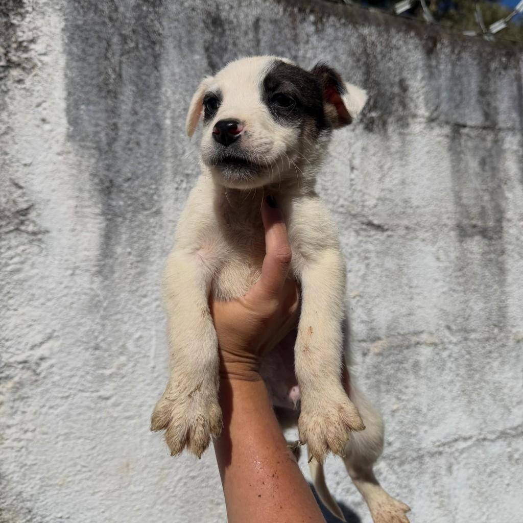 Boss, cachorro de porte médio para adoção em Ibiúna - SP