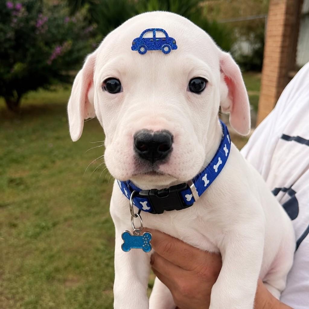 Soneca, cachorro de porte grande para adoção em Vargem Grande Paulista - SP