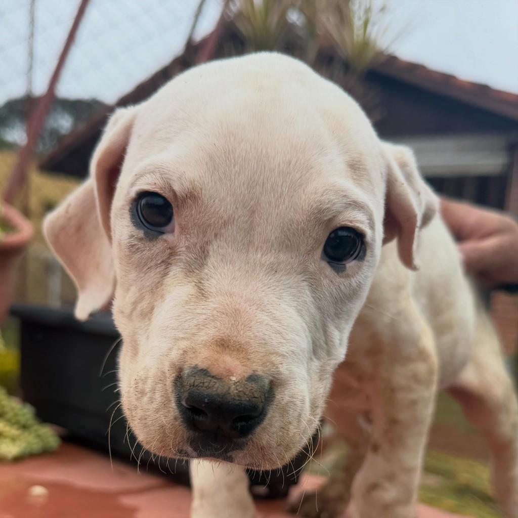 Dunga, cachorro de porte grande para adoção em Vargem Grande Paulista - SP