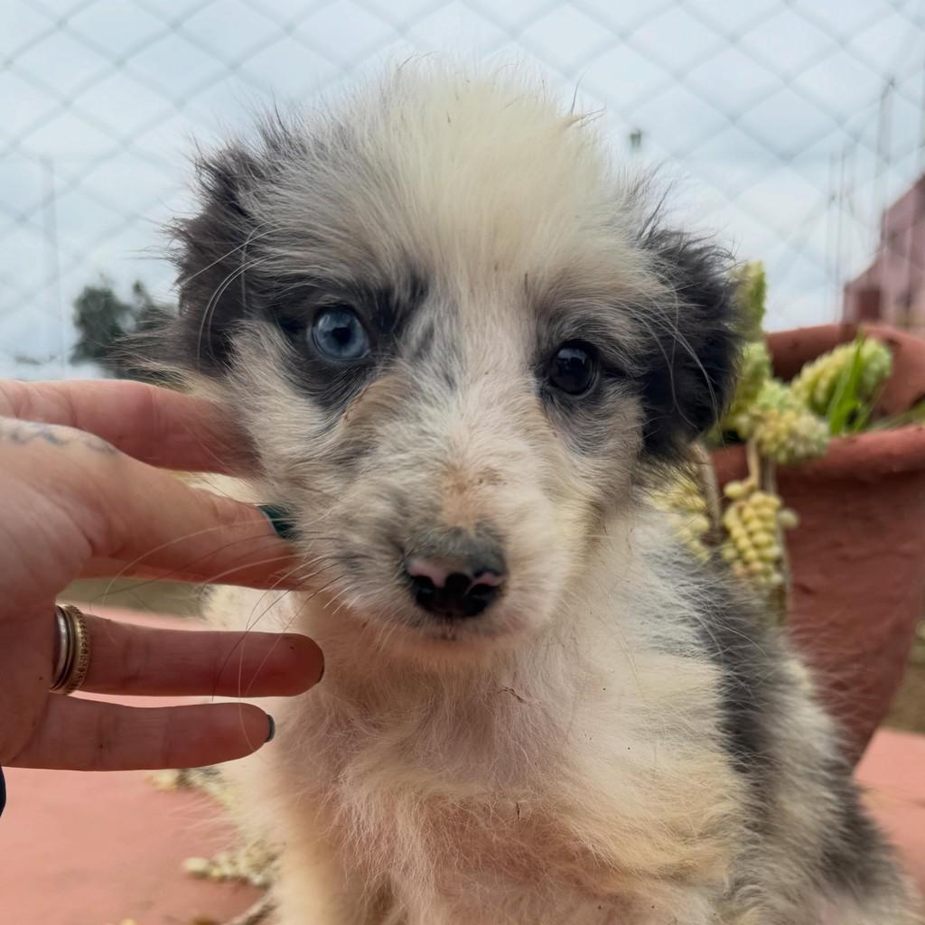 Maurício, cachorro de porte médio para adoção em Ibiúna - SP