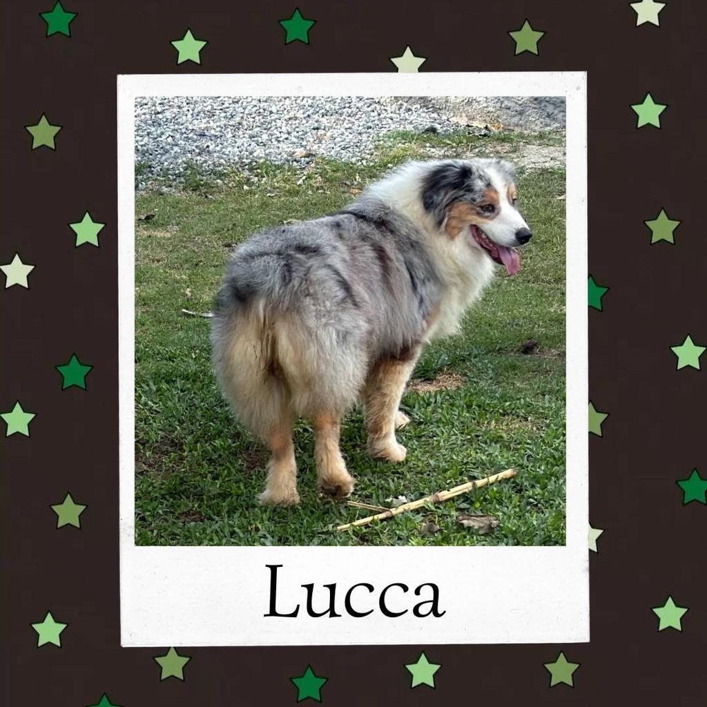 Lucca, cachorro de porte médio para adoção em Ibiúna - SP