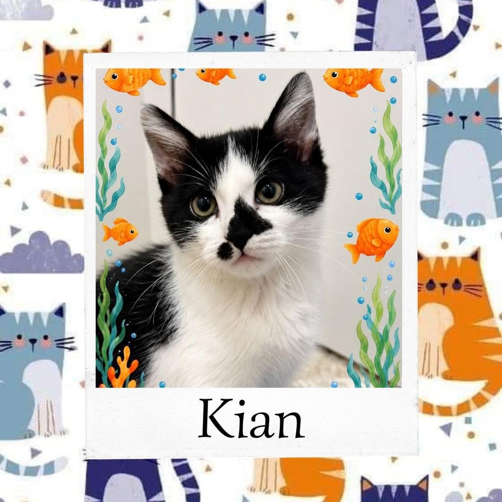 Kian, gato de porte médio para adoção em Vargem Grande Paulista - SP