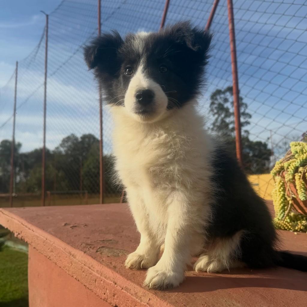 Betina, cadela de porte médio para adoção em Ibiúna - SP