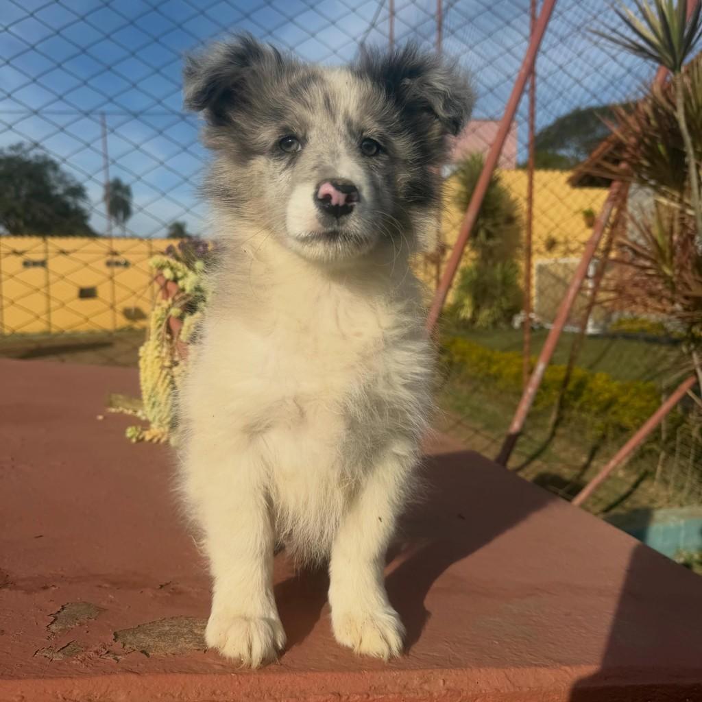 Jasper, cachorro de porte médio para adoção em Ibiúna - SP