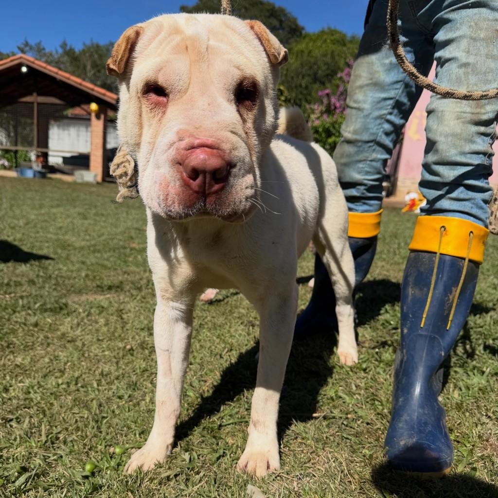 Gregório, cachorro de porte médio para adoção em Ibiúna - SP