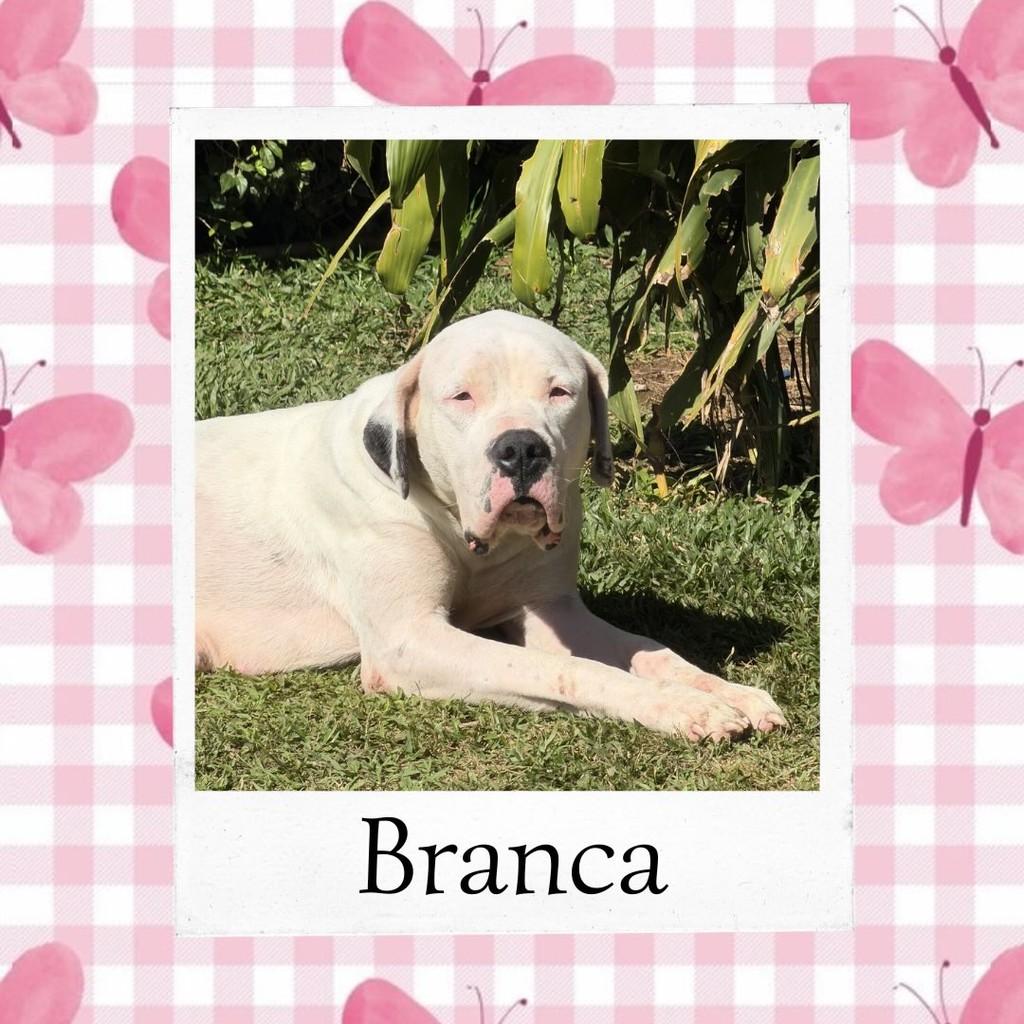 Branca, cadela de porte grande para adoção em Ibiúna - SP