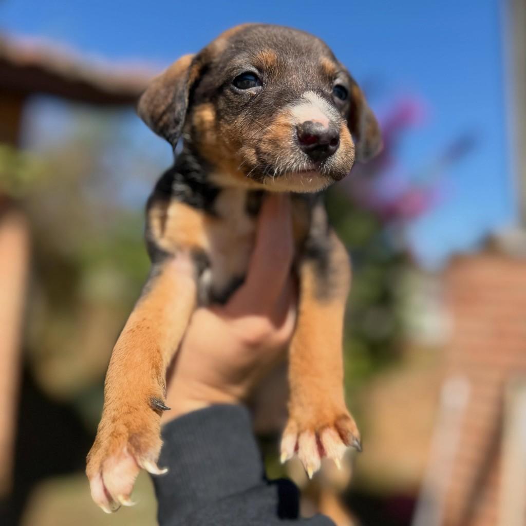Tucker, cachorro de porte médio para adoção em Vargem Grande Paulista - SP