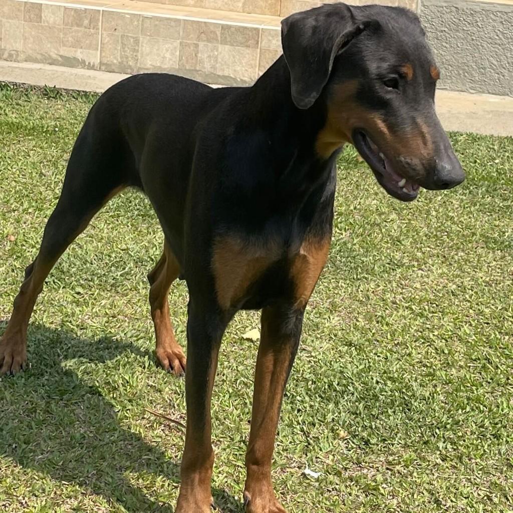 Zara, cadela de porte grande para adoção em Ibiúna - SP