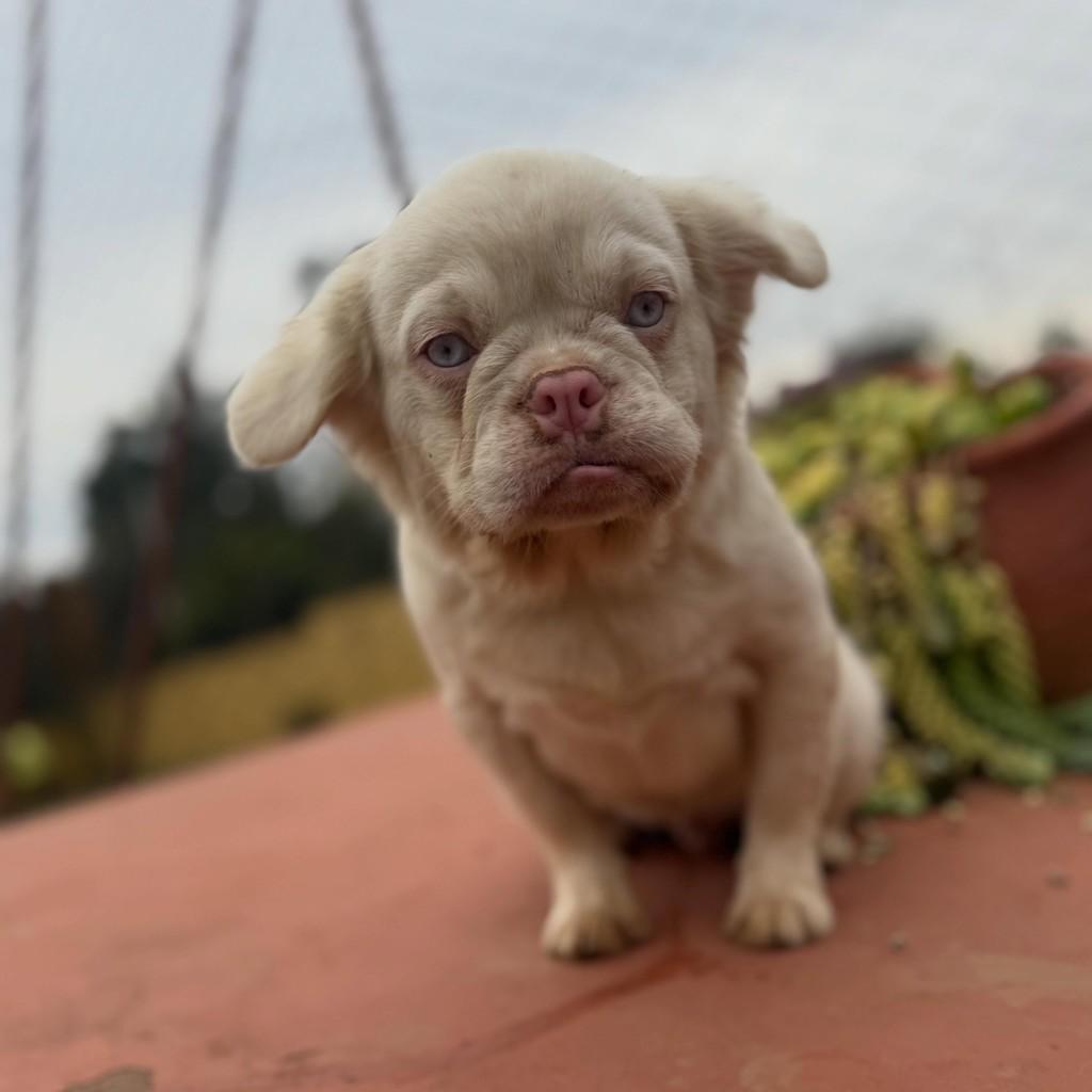 Alonso, cachorro de porte pequeno para adoção em Ibiúna - SP