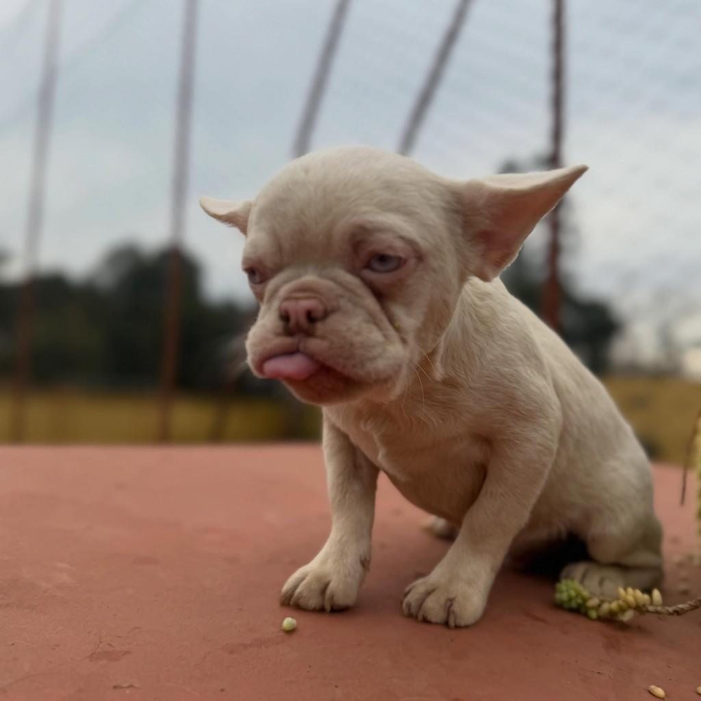 Rafaello, cachorro de porte pequeno para adoção em Ibiúna - SP