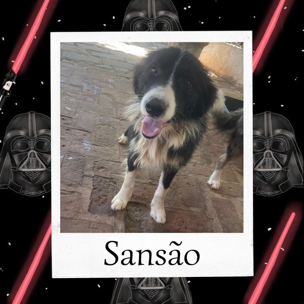 Sansão, cachorro de porte médio para adoção em Ibiúna - SP