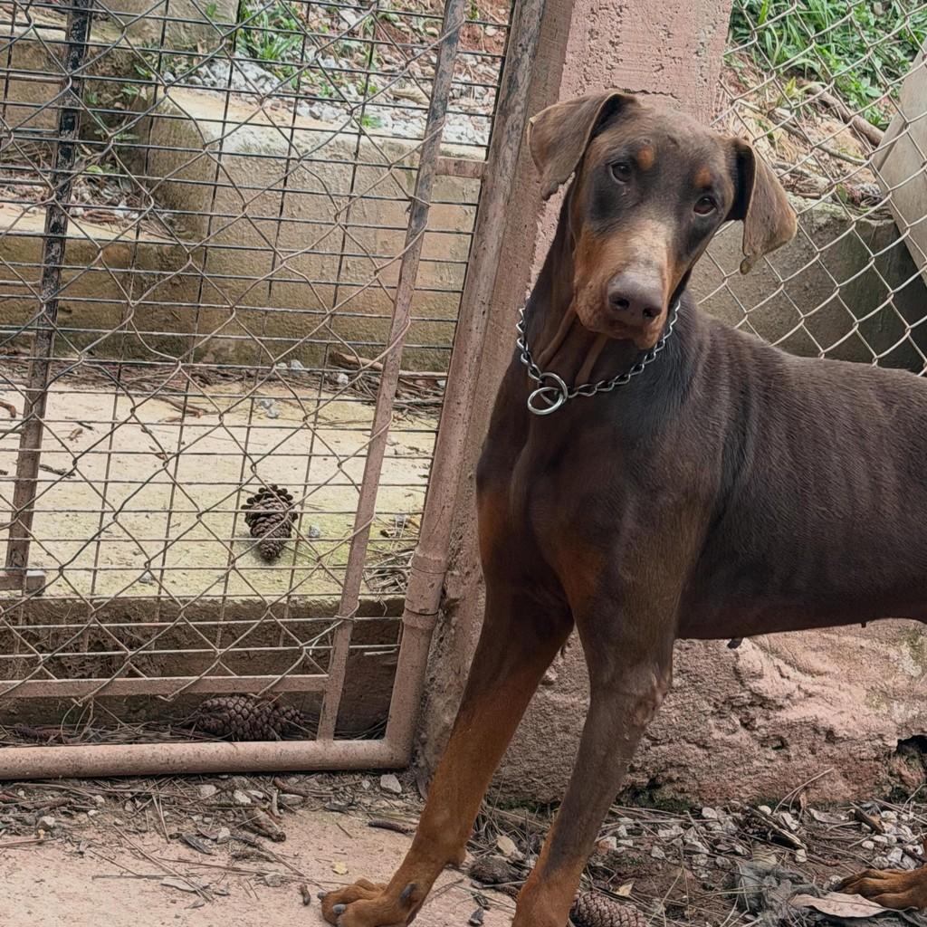 Oslo, cachorro de porte grande para adoção em Ibiúna - SP