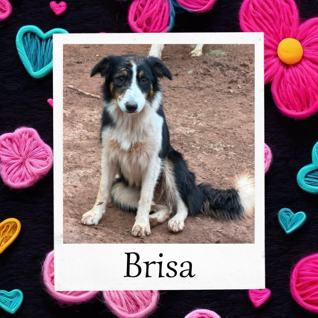 Brisa, cadela de porte médio para adoção em Ibiúna - SP