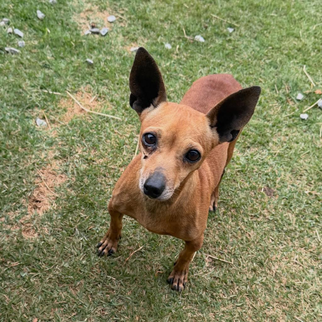 Zuleidy, cadela de porte pequeno para adoção em Ibiúna - SP