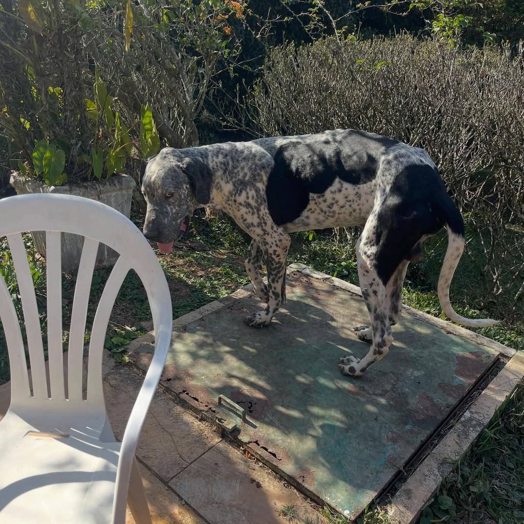 Dollar, cachorro de porte grande para adoção em Ibiúna - SP
