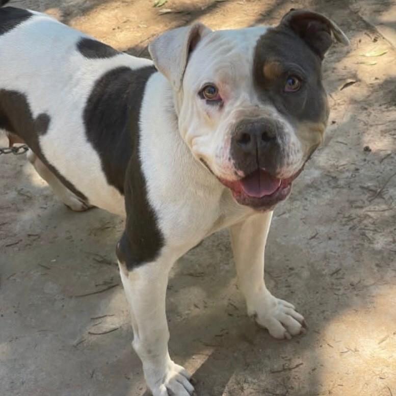 Katrina, cadela de porte médio para adoção em Ibiúna - SP