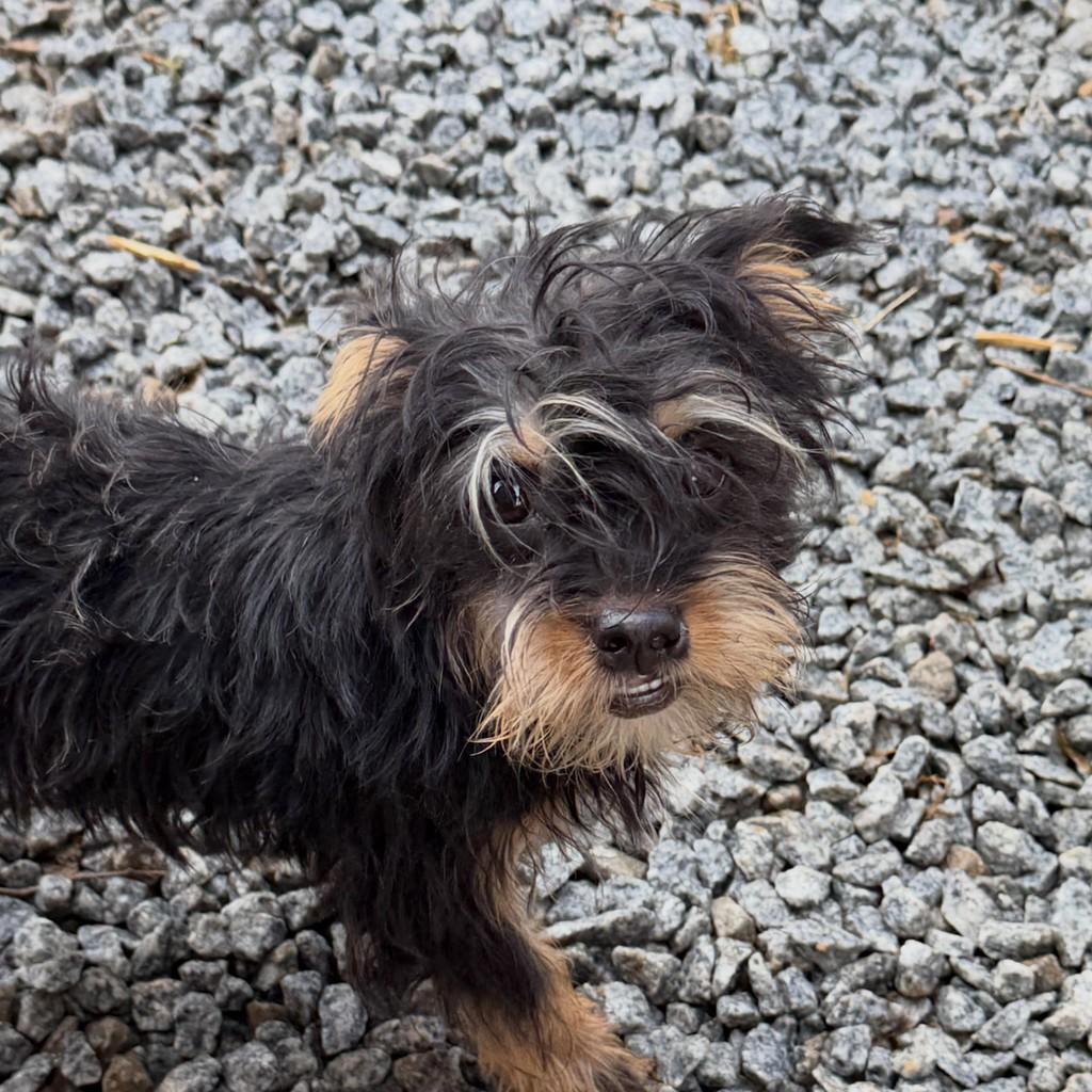 Zoe, cadela de porte pequeno para adoção em Ibiúna - SP