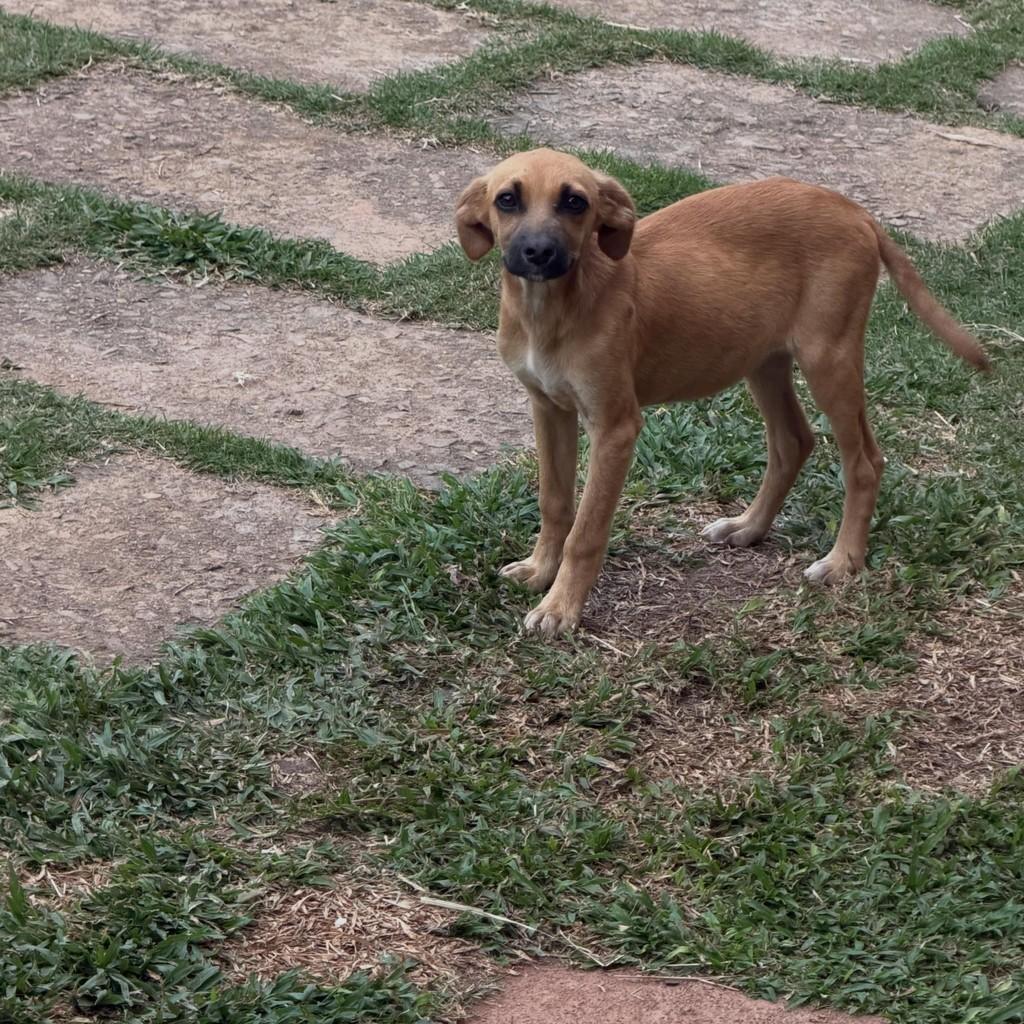 Caramela, cadela de porte médio para adoção em Ibiúna - SP
