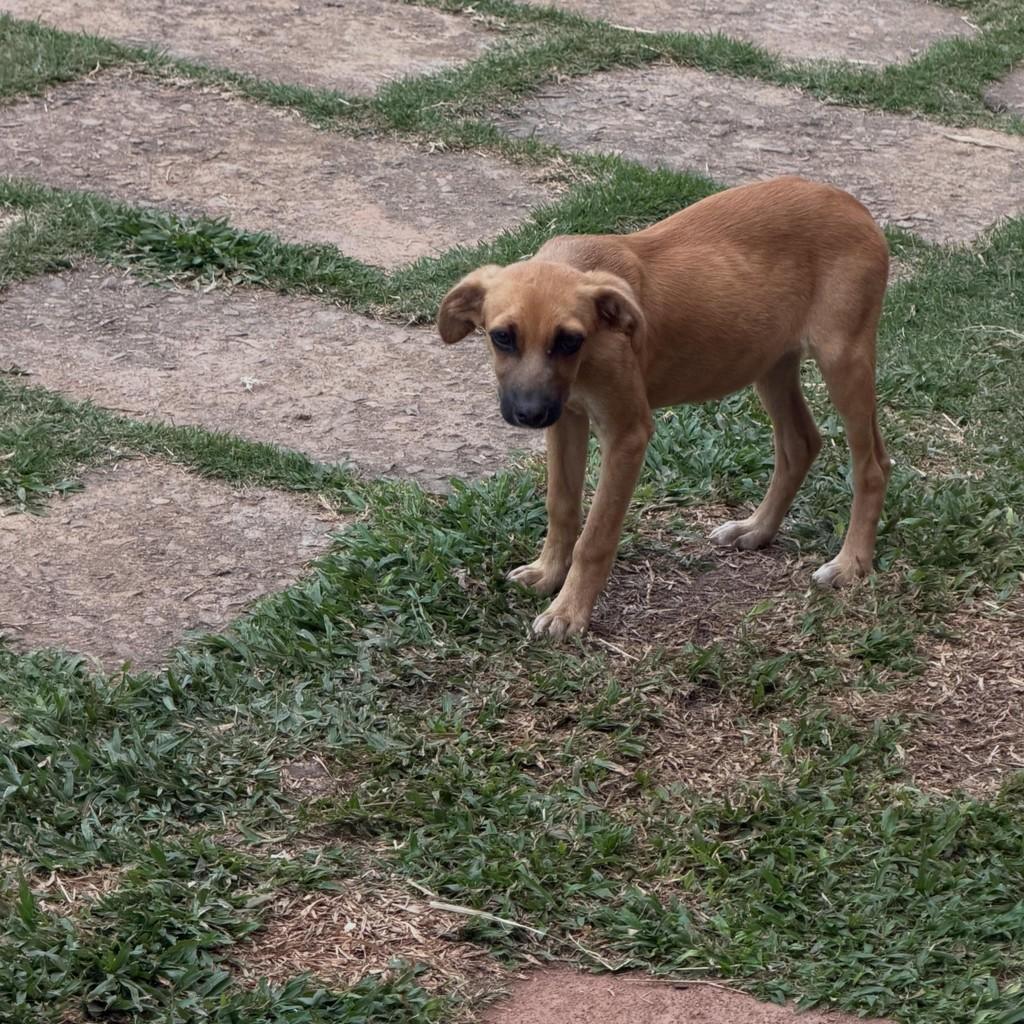 Caramela, cadela de porte médio para adoção em Ibiúna - SP — foto 2 de 3