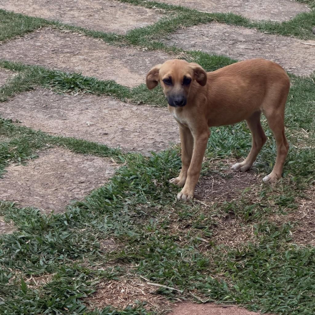 Caramela, cadela de porte médio para adoção em Ibiúna - SP — foto 3 de 3