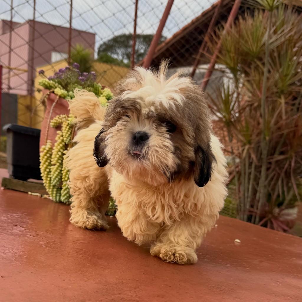 Quenzo, cachorro de porte pequeno para adoção em Ibiúna - SP — foto 2 de 6