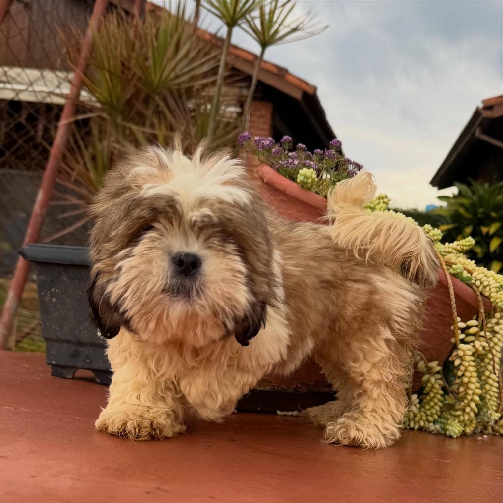 Quenzo, cachorro de porte pequeno para adoção em Ibiúna - SP — foto 3 de 6