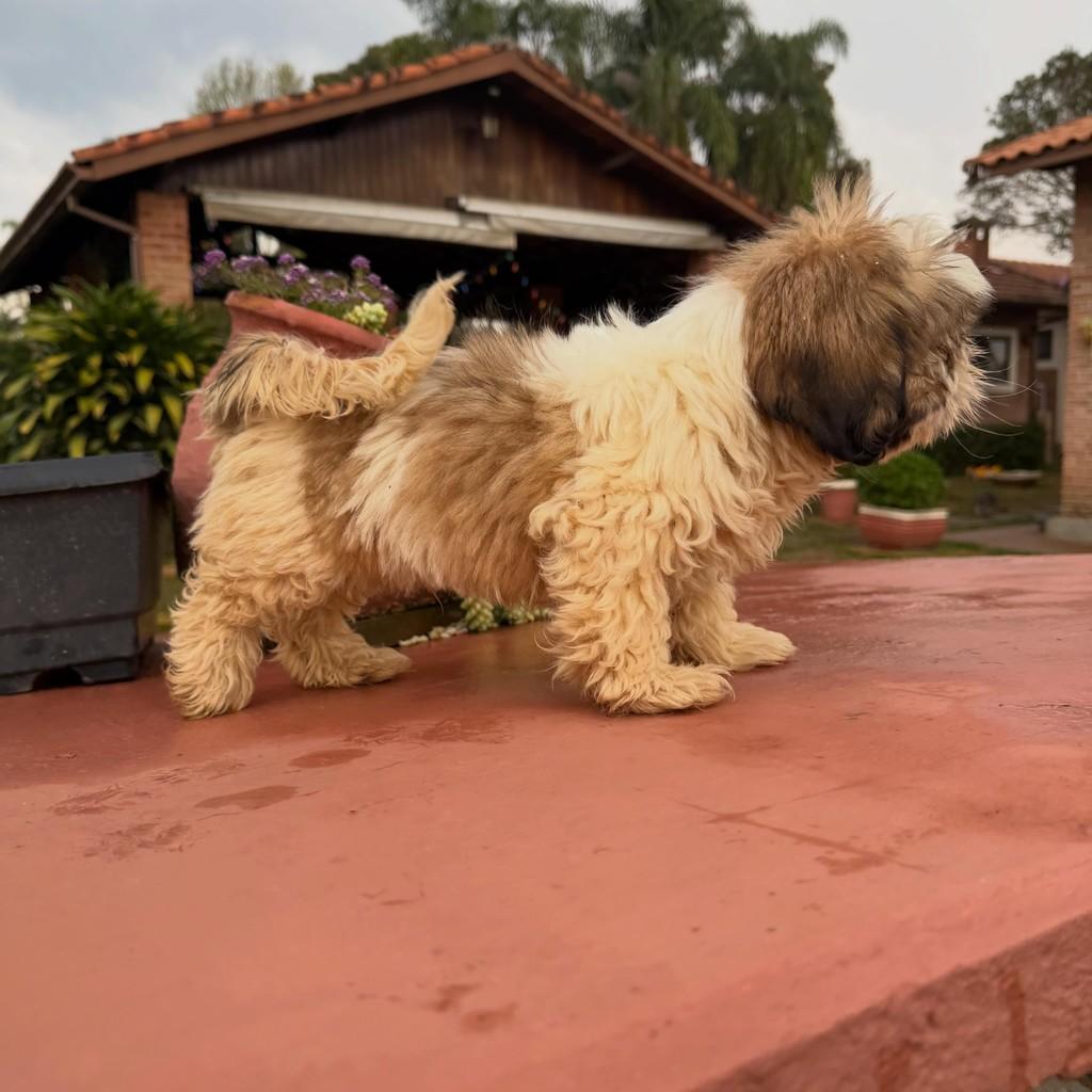 Quenzo, cachorro de porte pequeno para adoção em Ibiúna - SP — foto 4 de 6