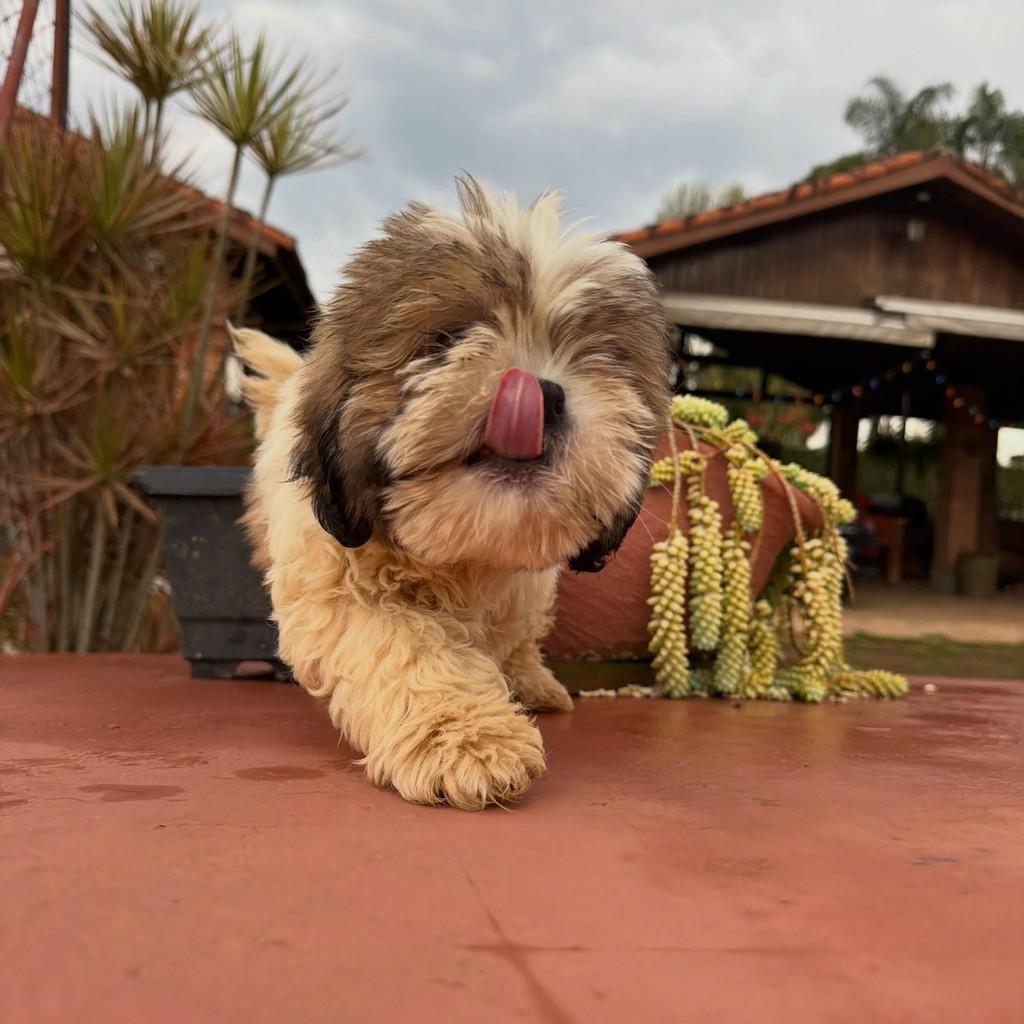 Quenzo, cachorro de porte pequeno para adoção em Ibiúna - SP — foto 5 de 6