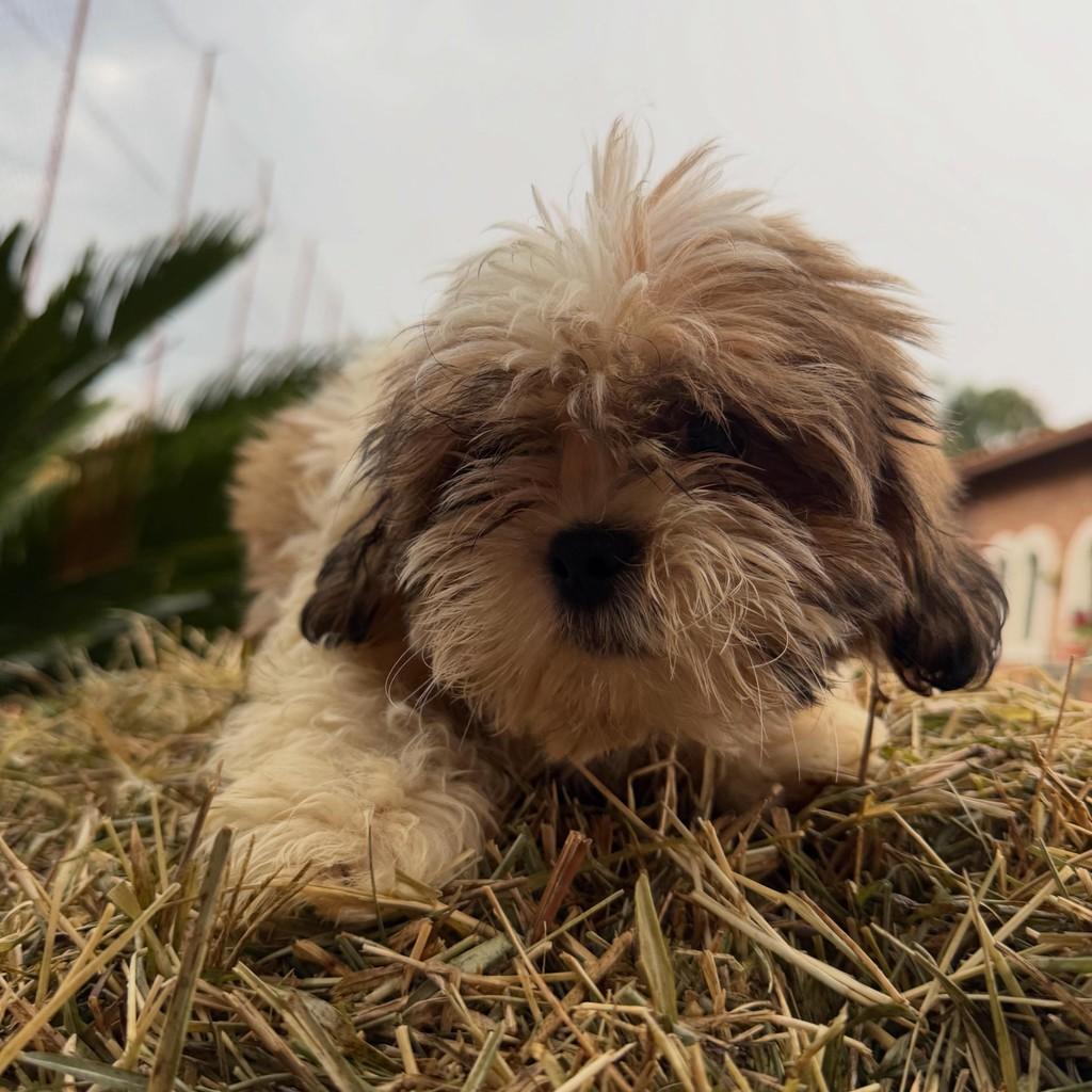 Henrico, cachorro de porte pequeno para adoção em Ibiúna - SP