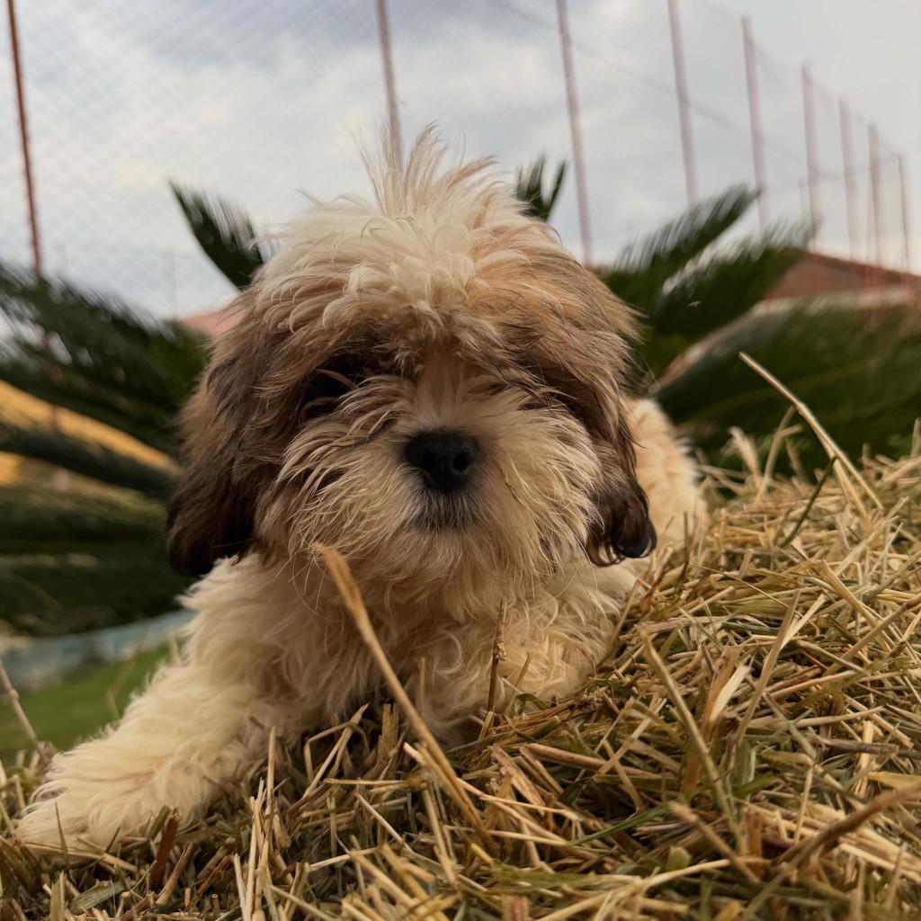 Henrico, cachorro de porte pequeno para adoção em Ibiúna - SP — foto 2 de 3