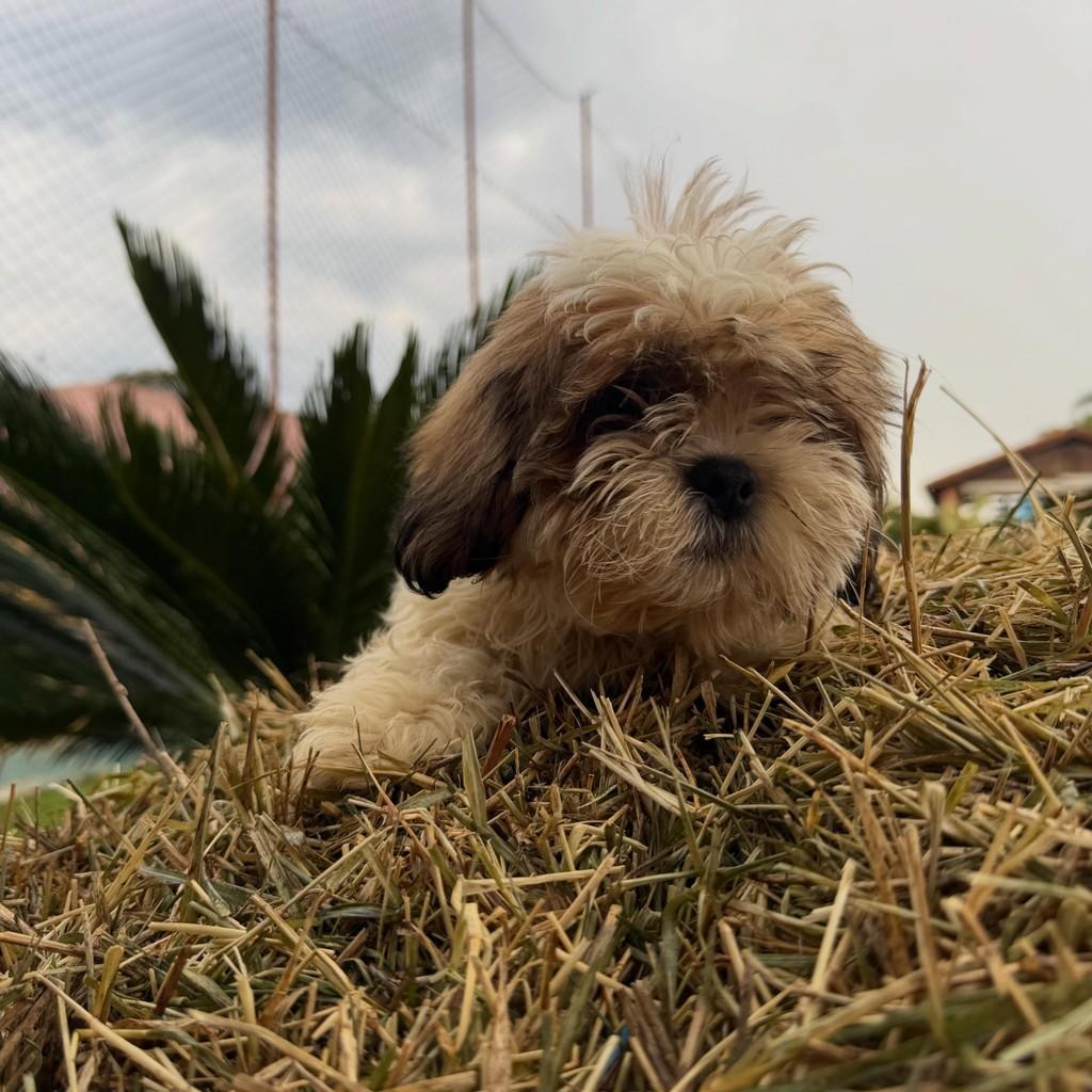 Henrico, cachorro de porte pequeno para adoção em Ibiúna - SP — foto 3 de 3