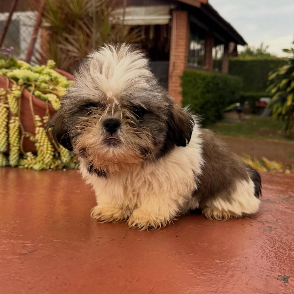 Noah, cachorro de porte pequeno para adoção em Ibiúna - SP