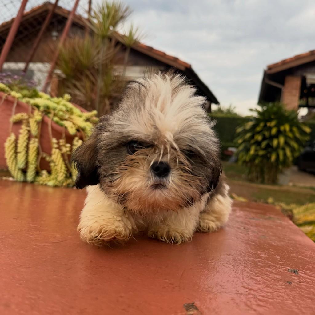 Noah, cachorro de porte pequeno para adoção em Ibiúna - SP — foto 2 de 3