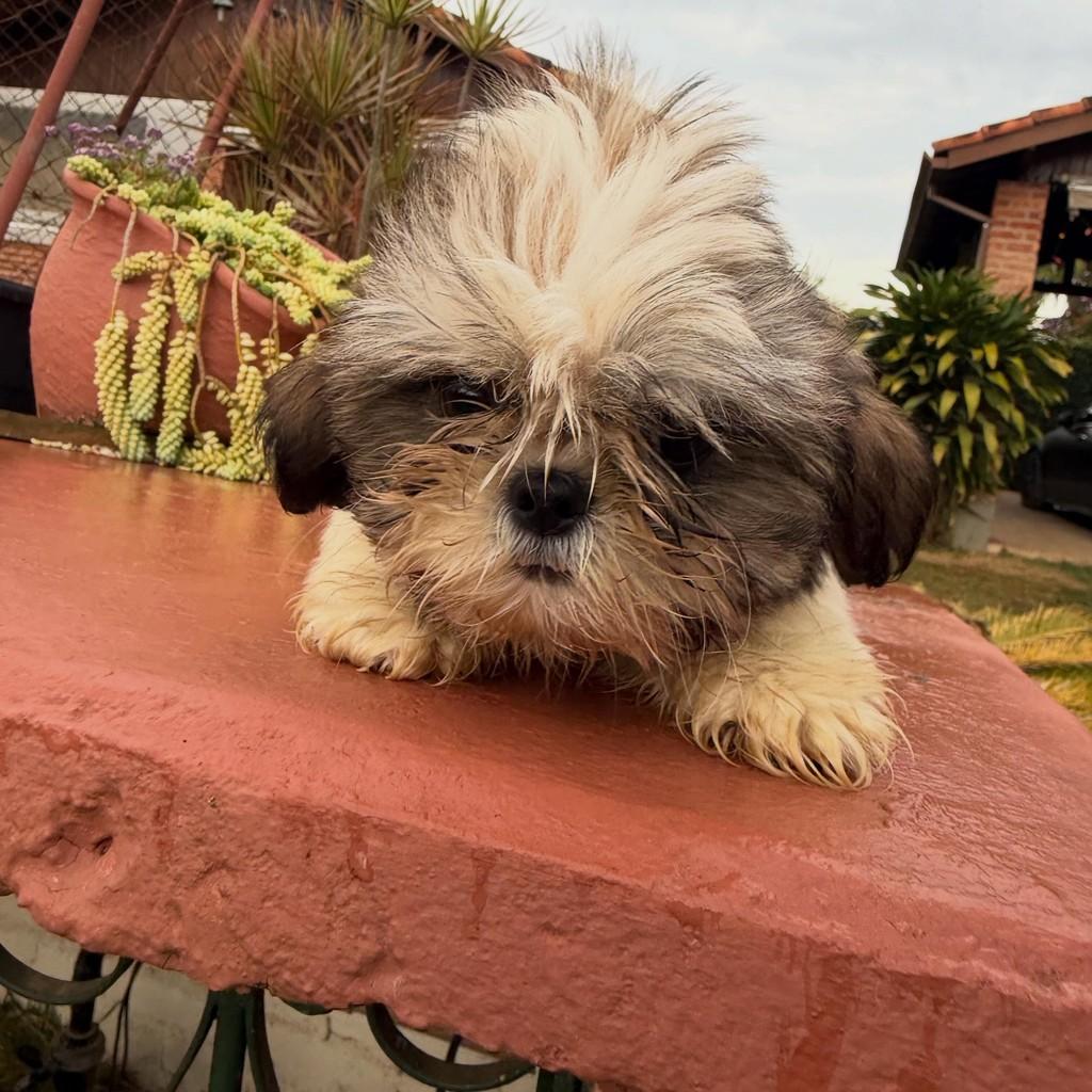 Noah, cachorro de porte pequeno para adoção em Ibiúna - SP — foto 3 de 3