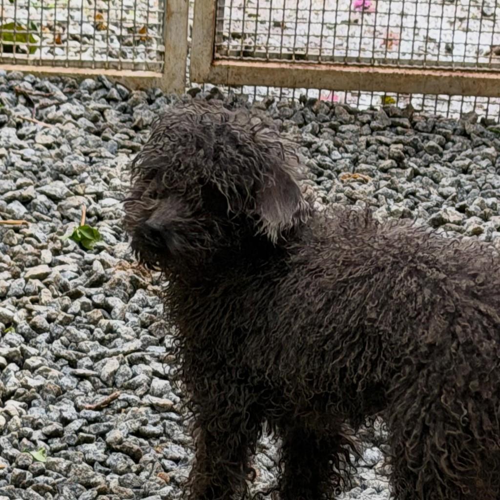Lucky, cachorro de porte pequeno para adoção em Ibiúna - SP — foto 2 de 3
