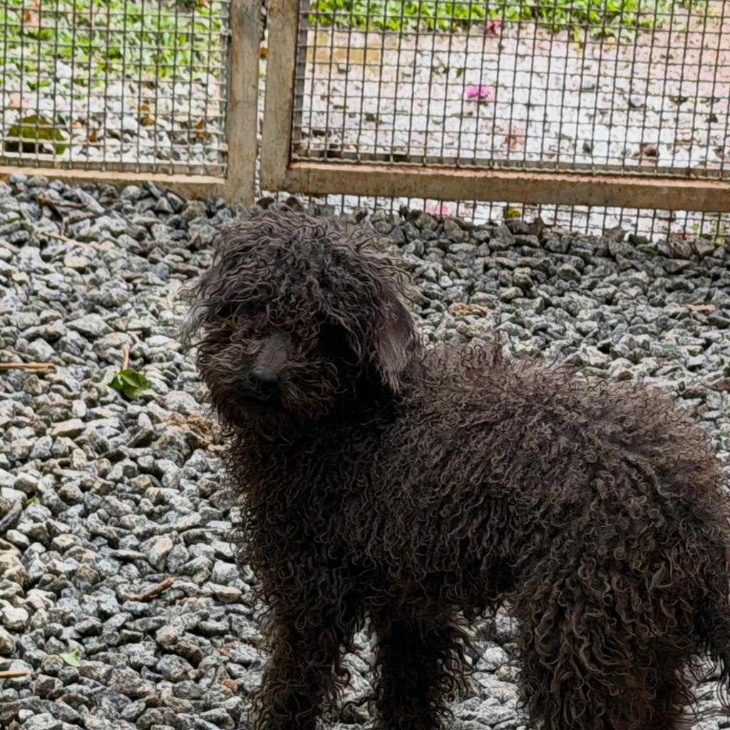 Lucky, cachorro de porte pequeno para adoção em Ibiúna - SP — foto 3 de 3