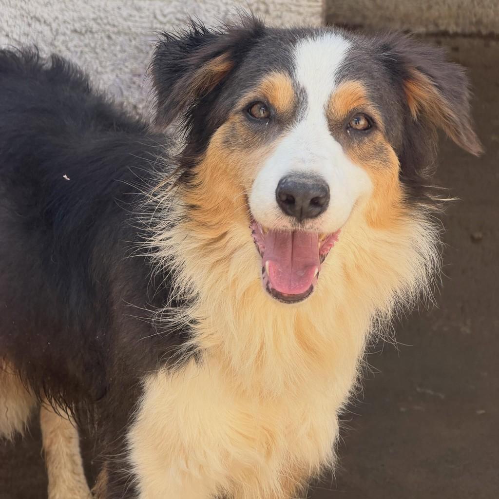 Khalisse, cadela de porte médio para adoção em Ibiúna - SP — foto 4 de 4