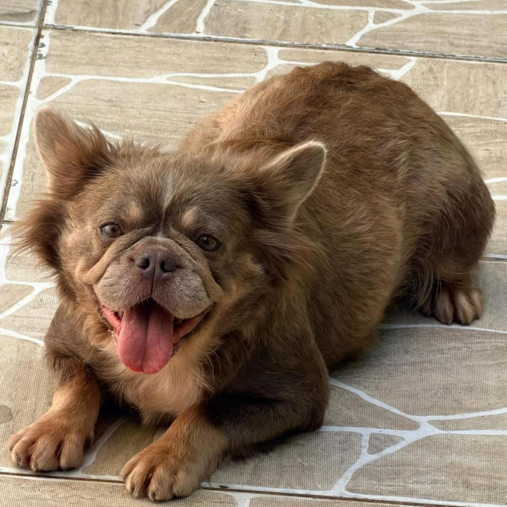 Bonnie, cadela de porte médio para adoção em Ibiúna - SP — foto 2 de 3